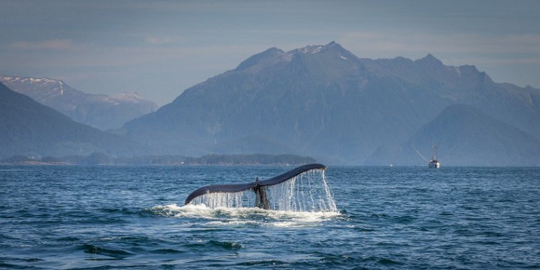 018 Sitka, bultrugwalvis.jpg